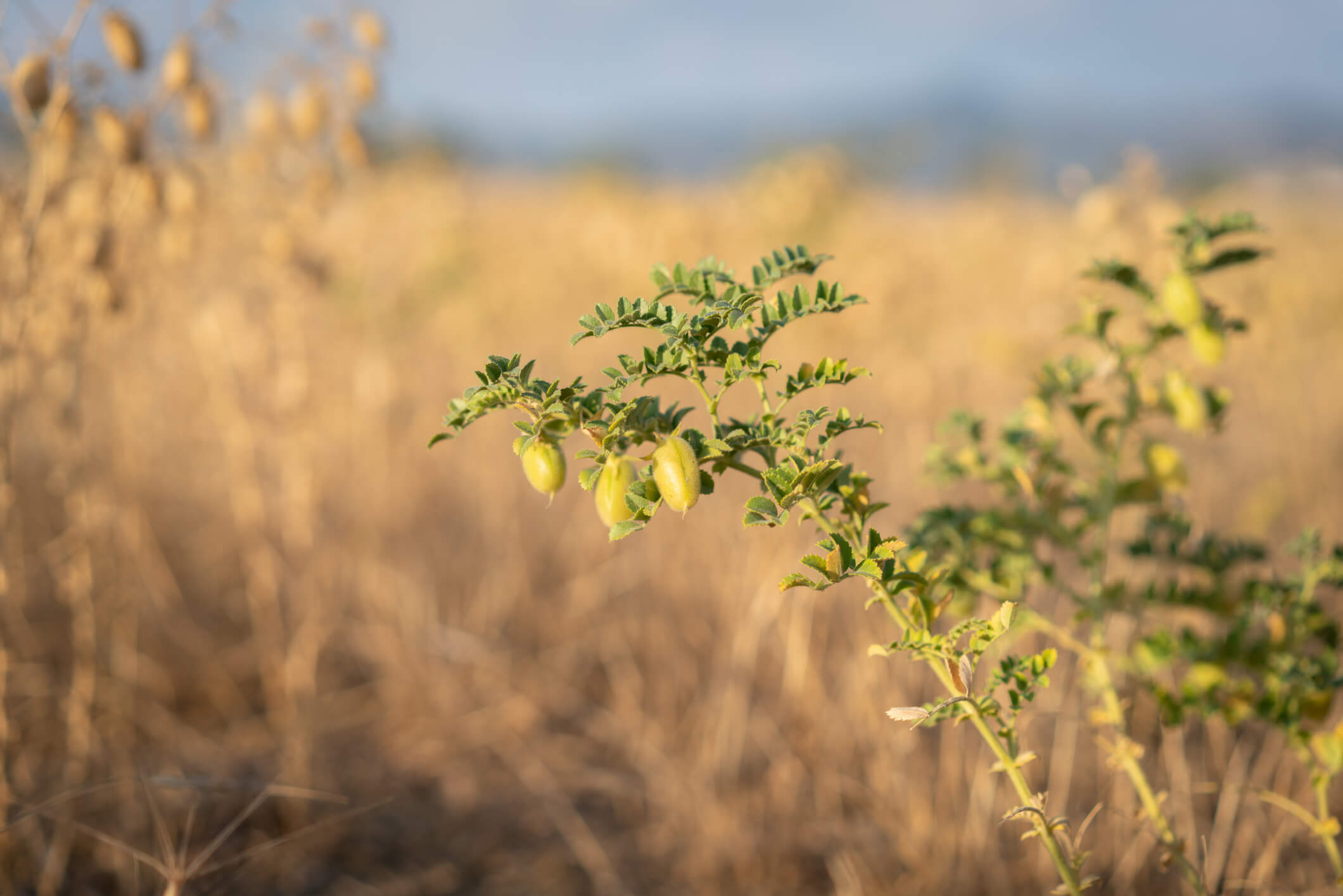 Sürdürülebilir [B]Geleceğe Yatırım[/B]